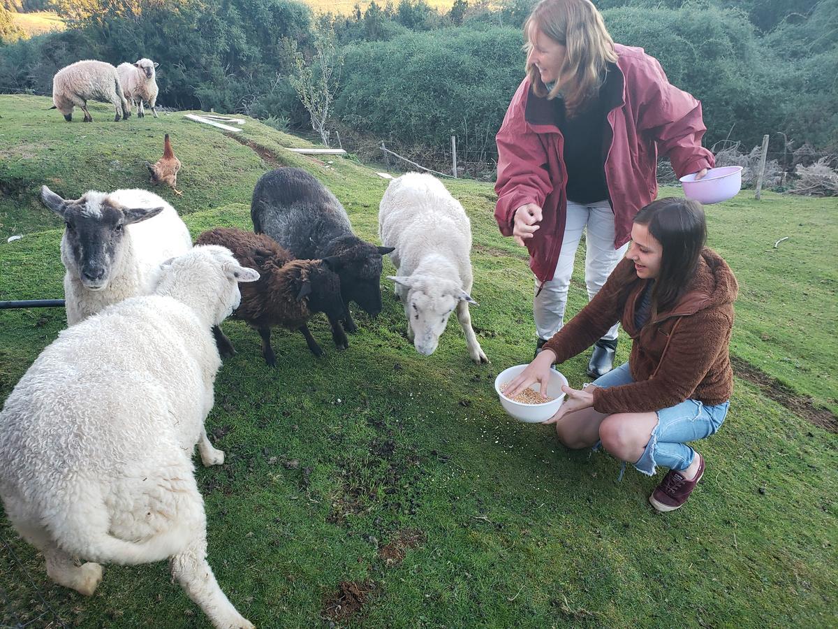 Cabana Nueva En Ancud Chiloe Екстер'єр фото